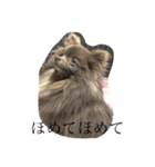 Daily Life of Two POMERANIANS（個別スタンプ：4）