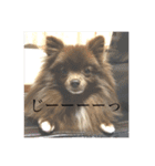 Daily Life of Two POMERANIANS（個別スタンプ：5）