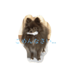 Daily Life of Two POMERANIANS（個別スタンプ：6）