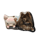 Daily Life of Two POMERANIANS（個別スタンプ：7）