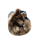 Daily Life of Two POMERANIANS（個別スタンプ：8）