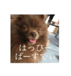 Daily Life of Two POMERANIANS（個別スタンプ：9）