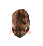Daily Life of Two POMERANIANS（個別スタンプ：10）
