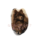 Daily Life of Two POMERANIANS（個別スタンプ：11）