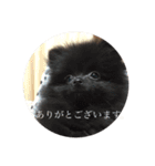 Daily Life of Two POMERANIANS（個別スタンプ：14）