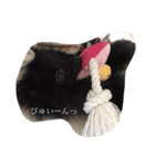 Daily Life of Two POMERANIANS（個別スタンプ：15）