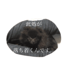 Daily Life of Two POMERANIANS（個別スタンプ：16）