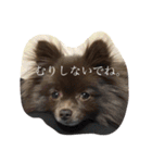 Daily Life of Two POMERANIANS（個別スタンプ：17）