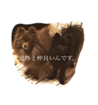 Daily Life of Two POMERANIANS（個別スタンプ：19）