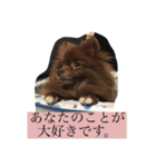 Daily Life of Two POMERANIANS（個別スタンプ：20）