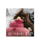 Daily Life of Two POMERANIANS（個別スタンプ：21）