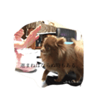 Daily Life of Two POMERANIANS（個別スタンプ：22）