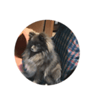 Daily Life of Two POMERANIANS（個別スタンプ：23）