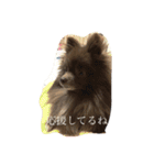 Daily Life of Two POMERANIANS（個別スタンプ：24）