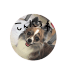 うちのチワワ達①（個別スタンプ：2）