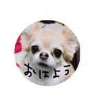うちのチワワ達①（個別スタンプ：4）