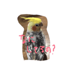 うちのチワワ達①（個別スタンプ：8）