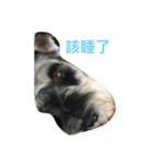 LuLu Daily（個別スタンプ：5）