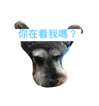 LuLu Daily（個別スタンプ：6）