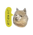アルパカの結構使えるスタンプ（個別スタンプ：11）