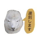 アルパカの結構使えるスタンプ（個別スタンプ：15）