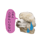 アルパカの結構使えるスタンプ（個別スタンプ：16）
