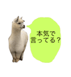 アルパカの結構使えるスタンプ（個別スタンプ：17）