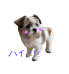 レオ之助様（個別スタンプ：3）