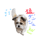 レオ之助様（個別スタンプ：5）