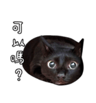 悩み黒猫（個別スタンプ：5）