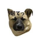 きなぶら（個別スタンプ：1）