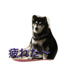 きなぶら（個別スタンプ：2）