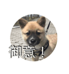 きなぶら（個別スタンプ：5）