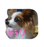 Papillon,,CHOBI,,（個別スタンプ：2）