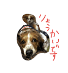 Papillon,,CHOBI,,（個別スタンプ：3）
