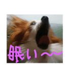 Papillon,,CHOBI,,（個別スタンプ：5）