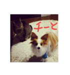 Papillon,,CHOBI,,（個別スタンプ：7）