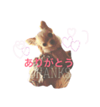 チワワ家族の日常スタンプ1（個別スタンプ：5）