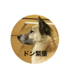 永沢ドンベエ（個別スタンプ：1）