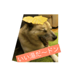 永沢ドンベエ（個別スタンプ：2）