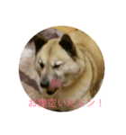 永沢ドンベエ（個別スタンプ：5）