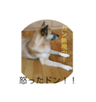 永沢ドンベエ（個別スタンプ：7）