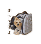 気まぐれヨーキーのんちゃん（個別スタンプ：1）