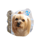気まぐれヨーキーのんちゃん（個別スタンプ：2）