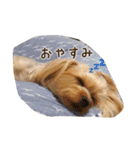 気まぐれヨーキーのんちゃん（個別スタンプ：3）