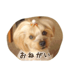 気まぐれヨーキーのんちゃん（個別スタンプ：9）