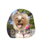気まぐれヨーキーのんちゃん（個別スタンプ：11）