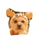 気まぐれヨーキーのんちゃん（個別スタンプ：12）