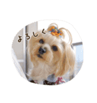 気まぐれヨーキーのんちゃん（個別スタンプ：14）