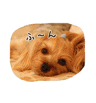 気まぐれヨーキーのんちゃん（個別スタンプ：18）